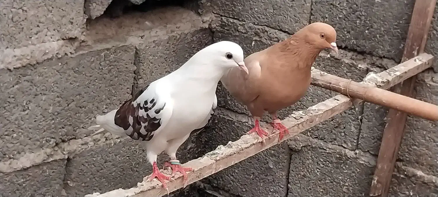 باسلام تعداد کبوتر پرشی|پرنده|رودبنه, |دیوار