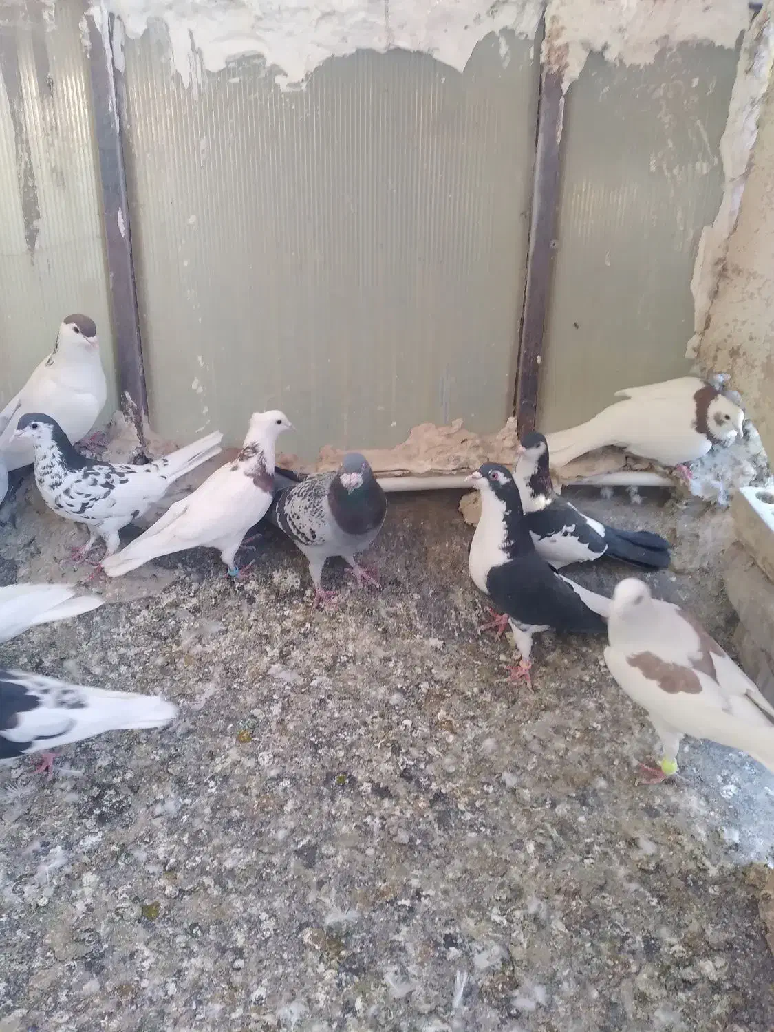 کفتر|پرنده|مشهد, رباط طرق|دیوار