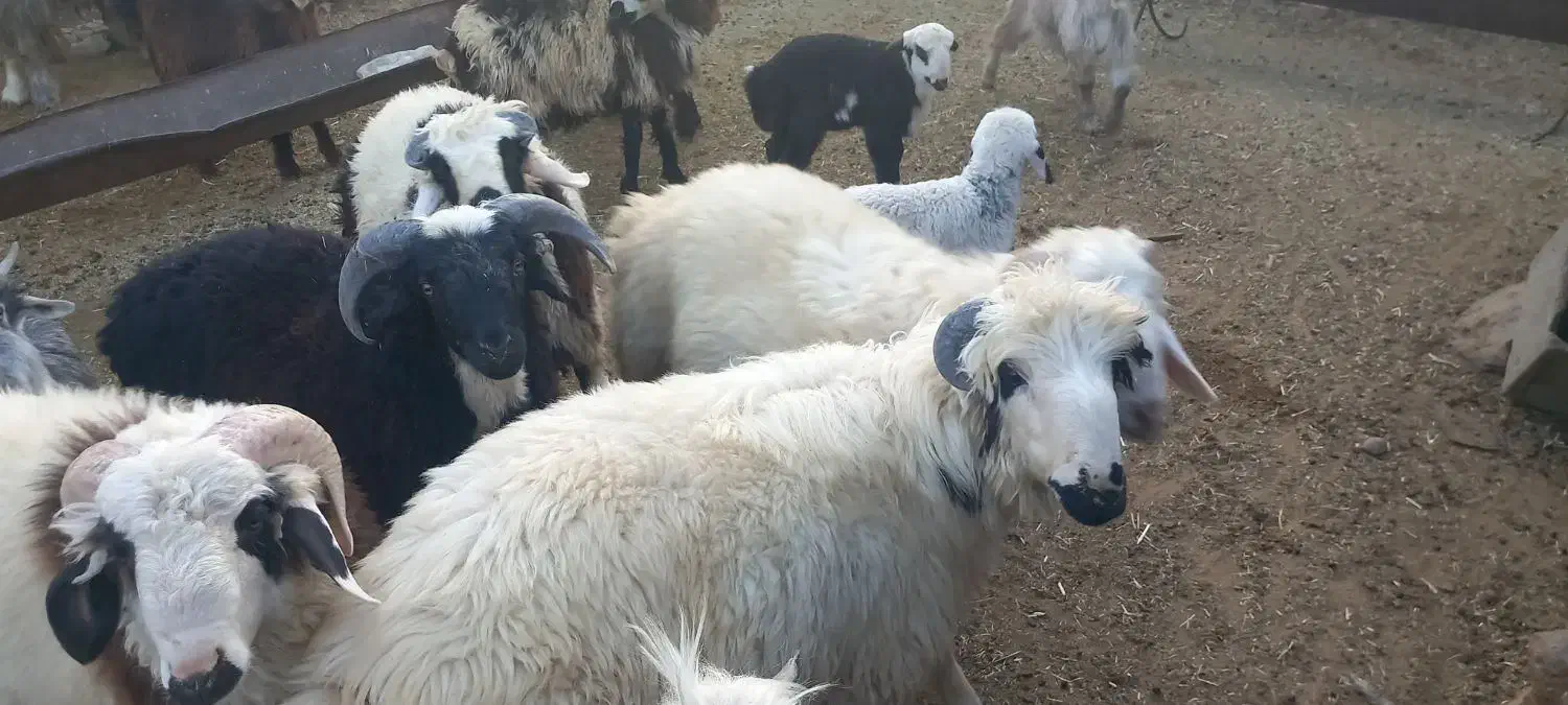 بره کهره دبر چبش|حیوانات مزرعه|پاسارگاد, |دیوار