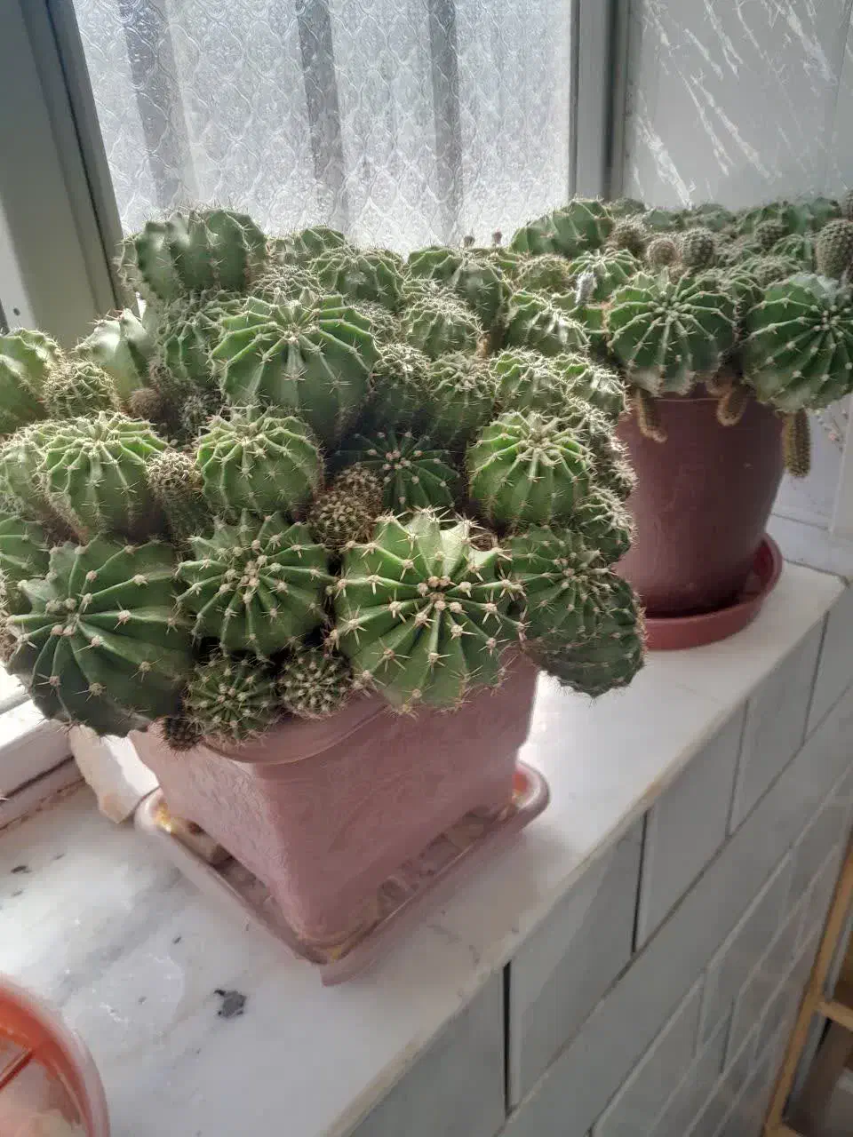 گل کاکتوس|گل و گیاه طبیعی|پیر بکران, |دیوار