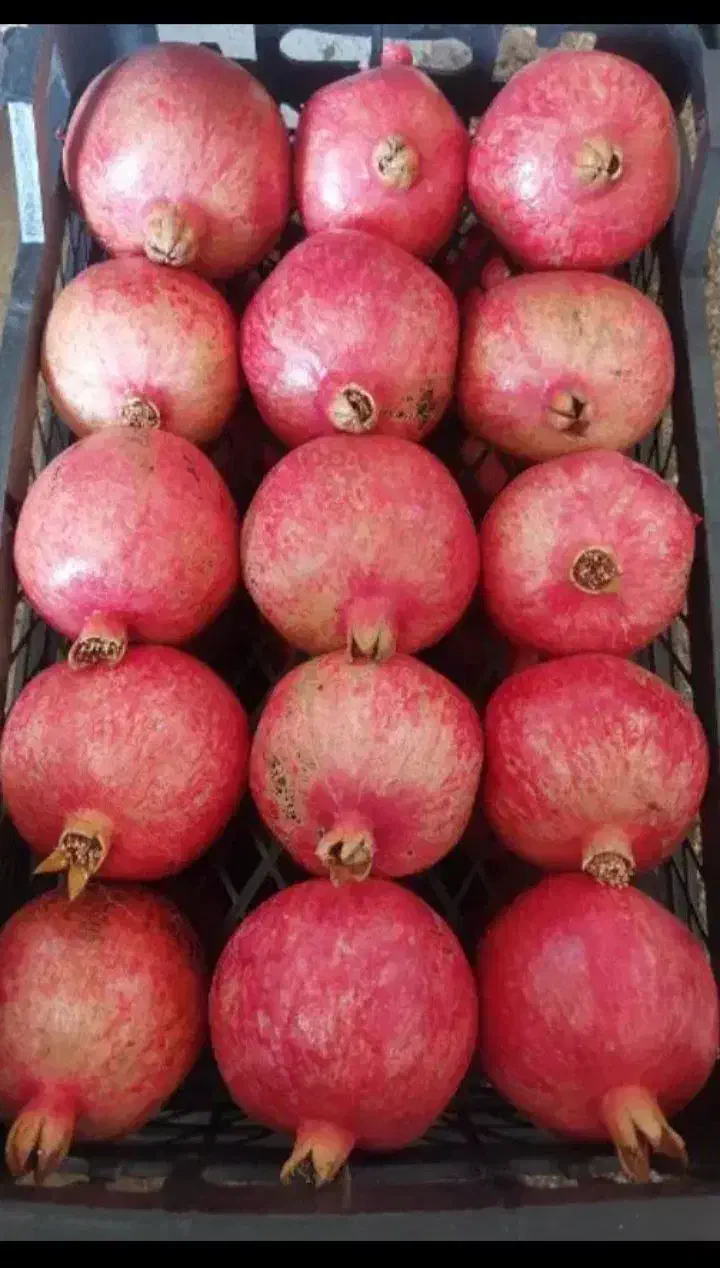 انار درجه یک یک|عمدهفروشی|کوهنانی, |دیوار