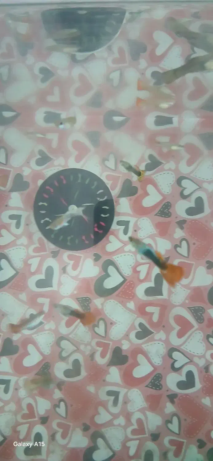 آکواریم|ماهی|هرسین, |دیوار