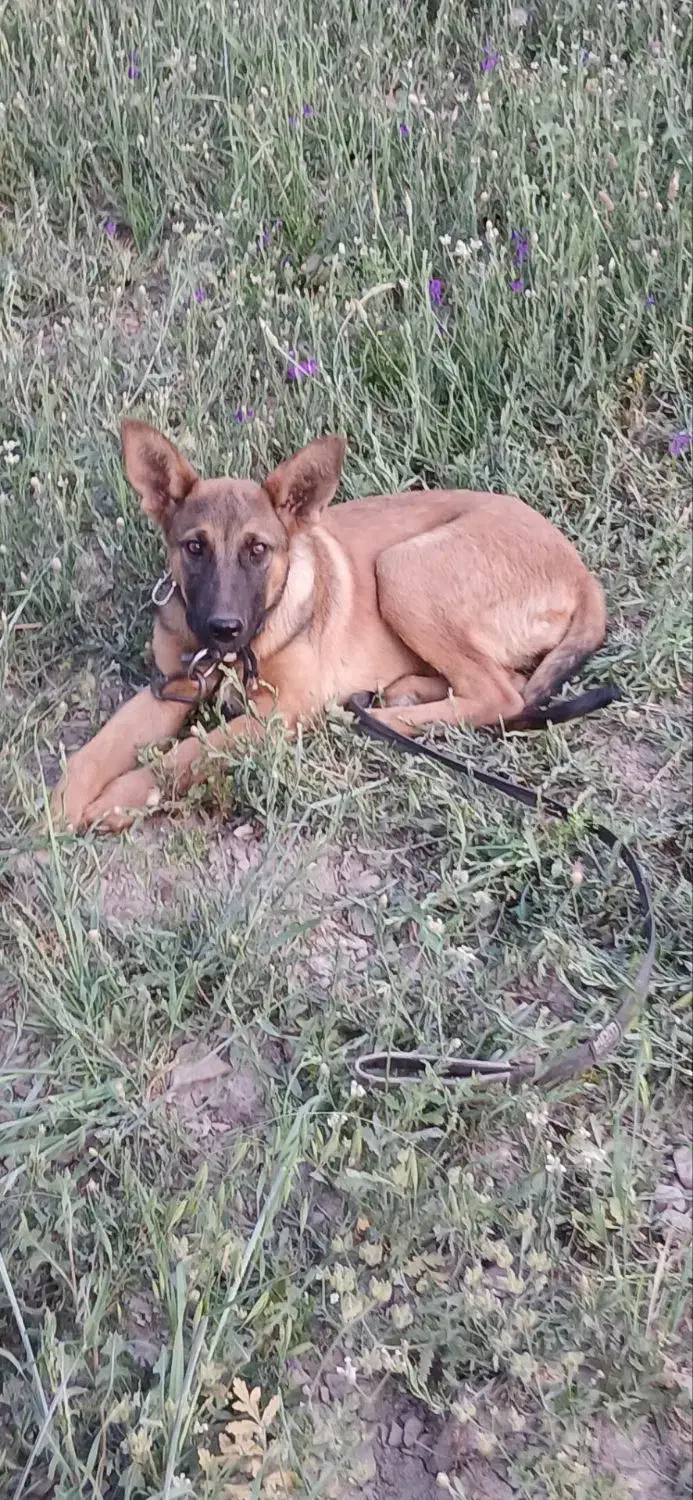 فروش سگ مالیونز|سگ|زرند, |دیوار