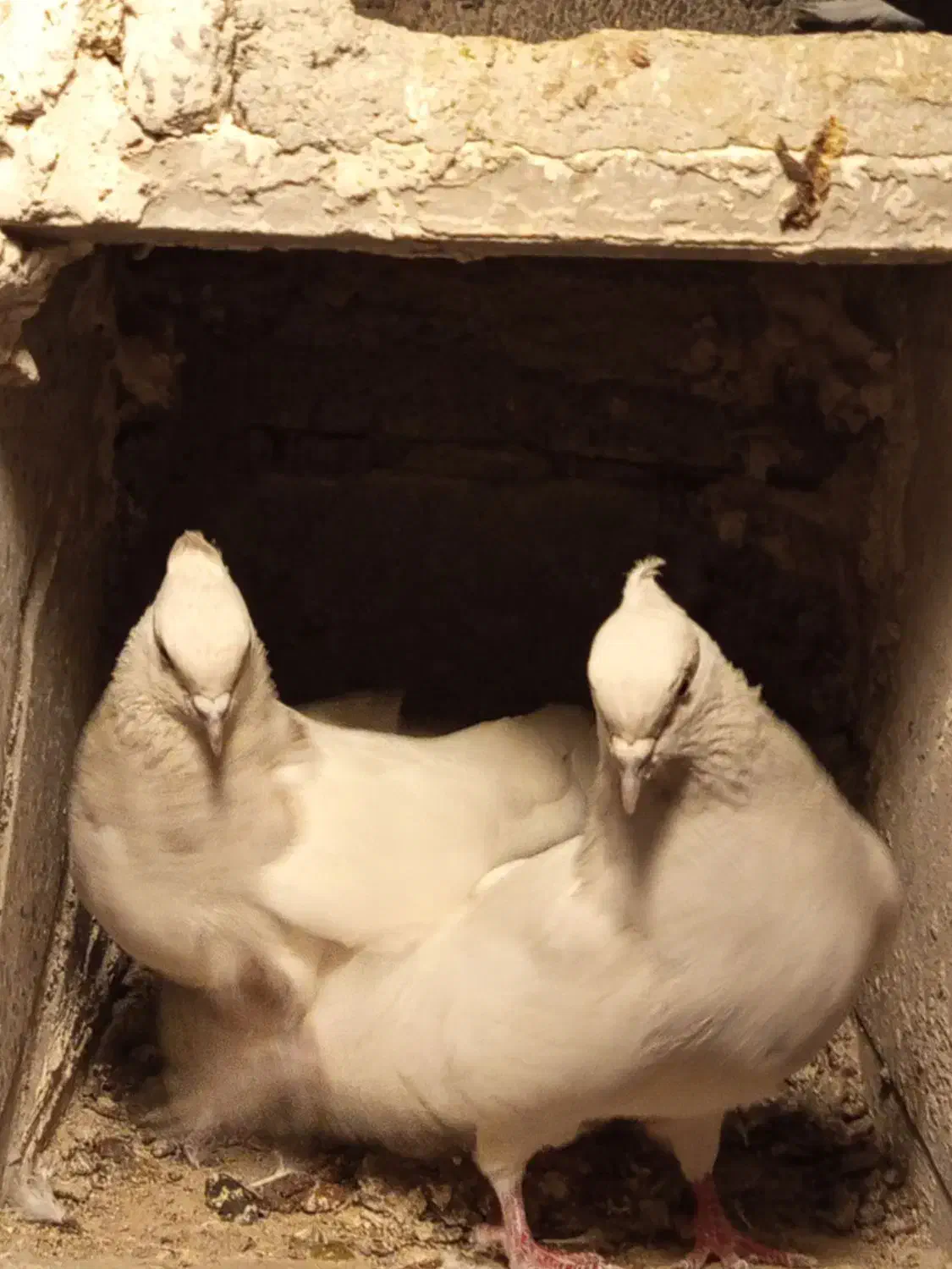 کبوتر کله الماسی|پرنده|بناب, |دیوار