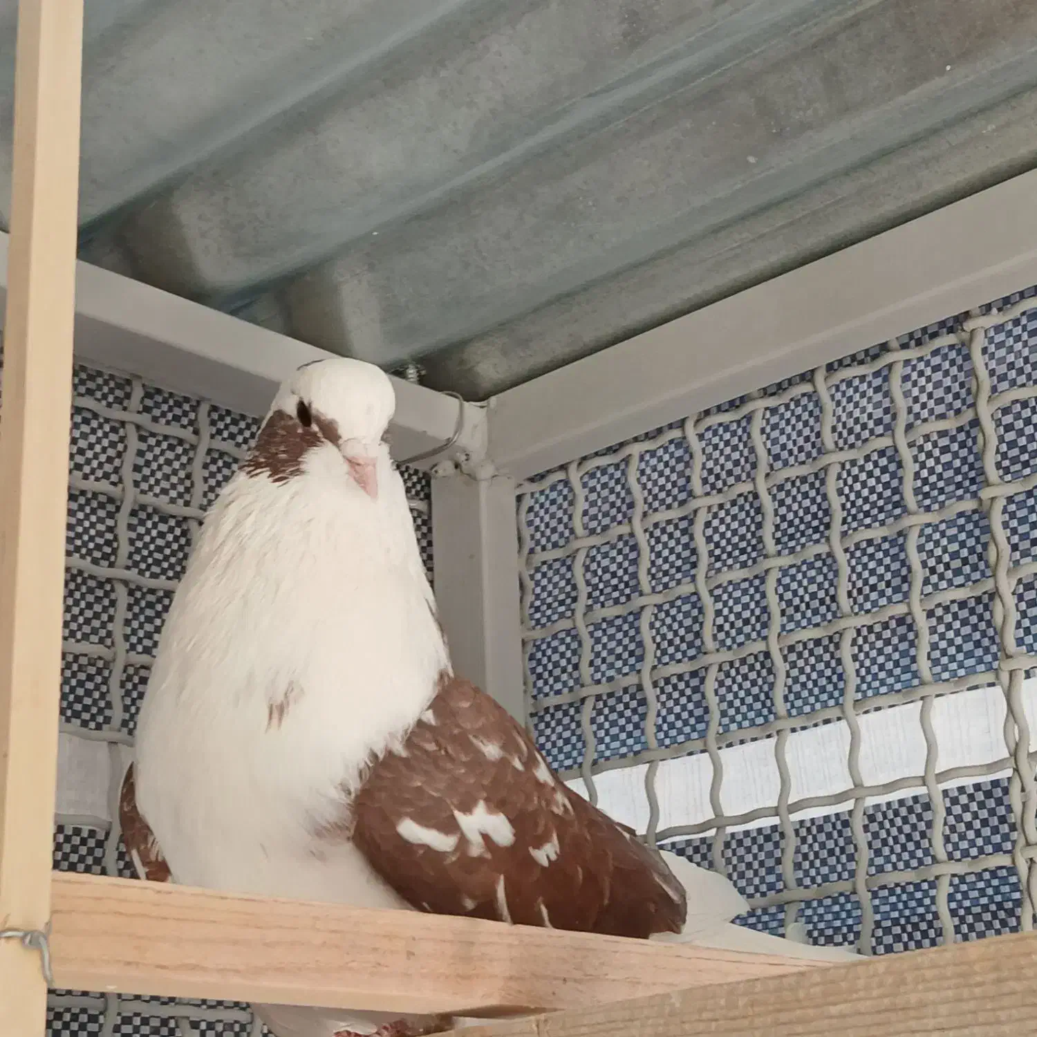 کبوتر شمرونی اصل|پرنده|دماوند, دماوند|دیوار