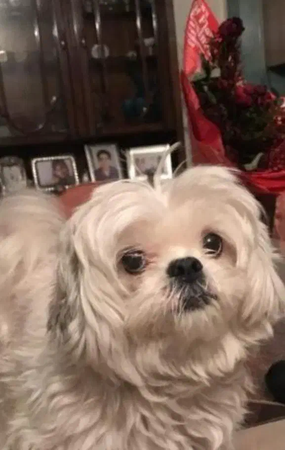 سگ خارجی|سگ|شیروان (لرستان), |دیوار