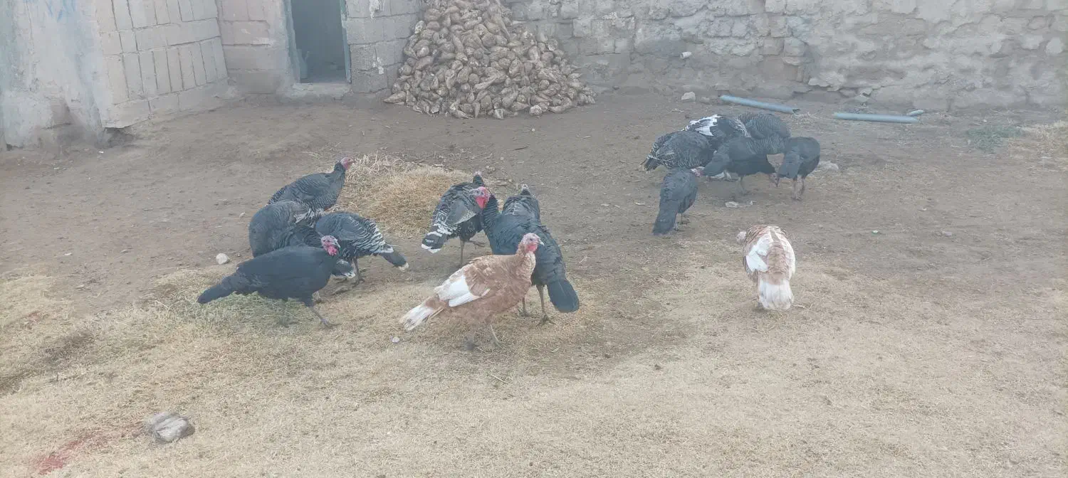 بوقلمون|حیوانات مزرعه|مهاباد (آذربایجان غربی), |دیوار