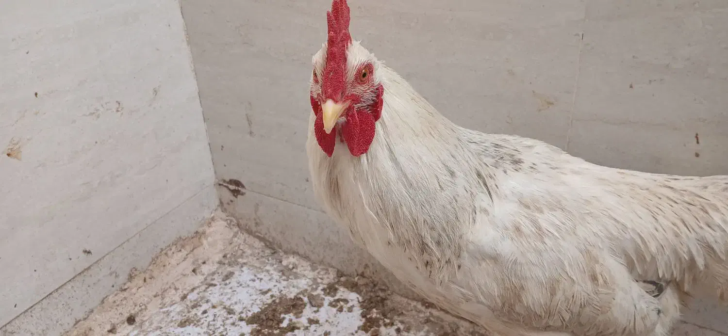 خروس چهل تاج زیبا|حیوانات مزرعه|مشهد, ابوذر|دیوار