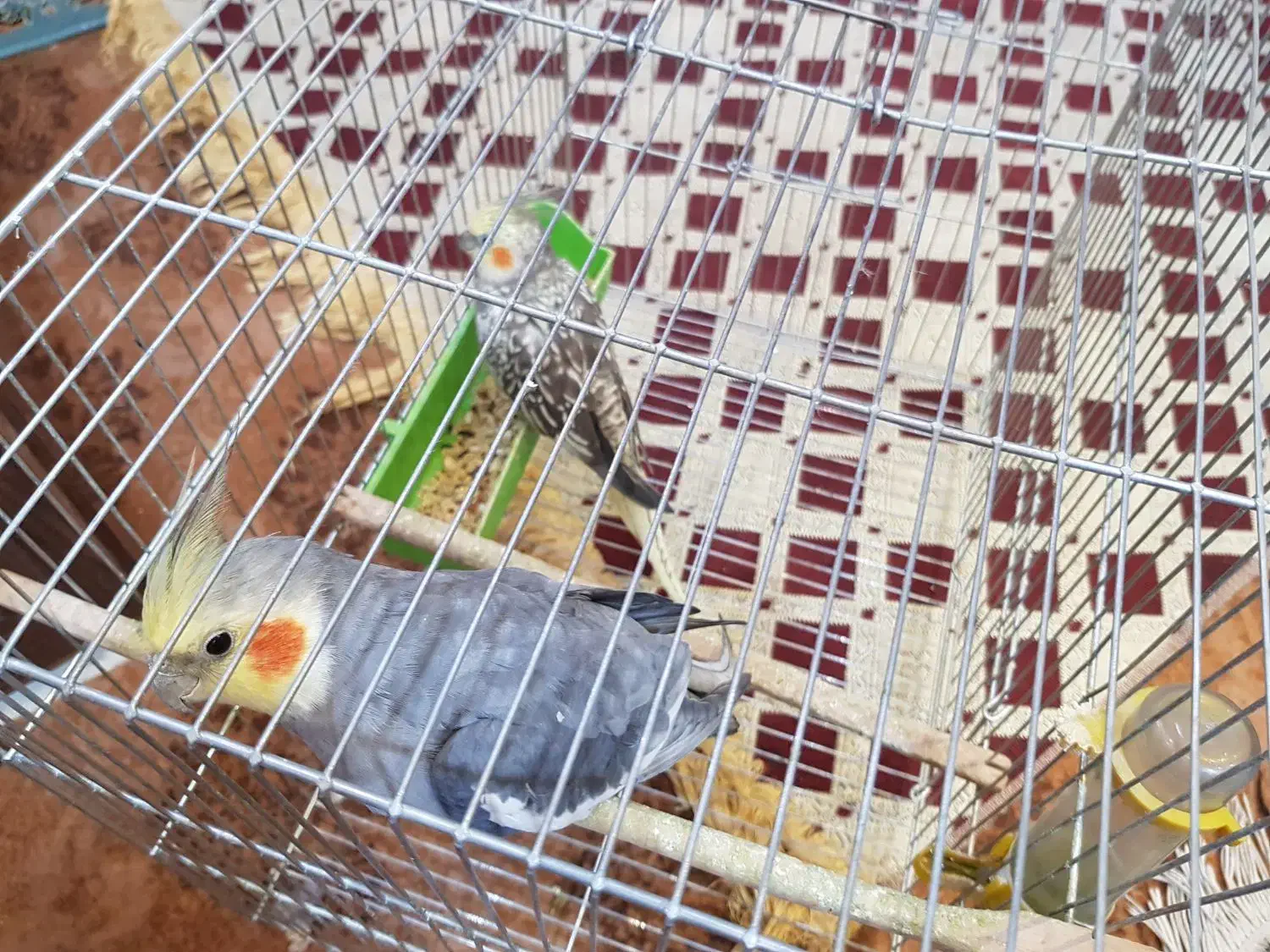 عروس هلندی|پرنده|خمینی‌شهر, |دیوار