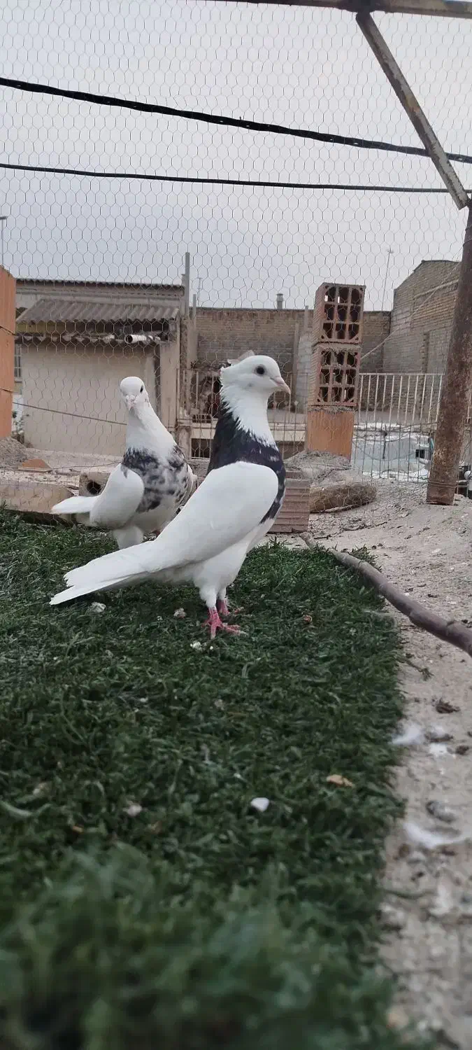 طوقی جفت نر|پرنده|گنبد کاووس, |دیوار