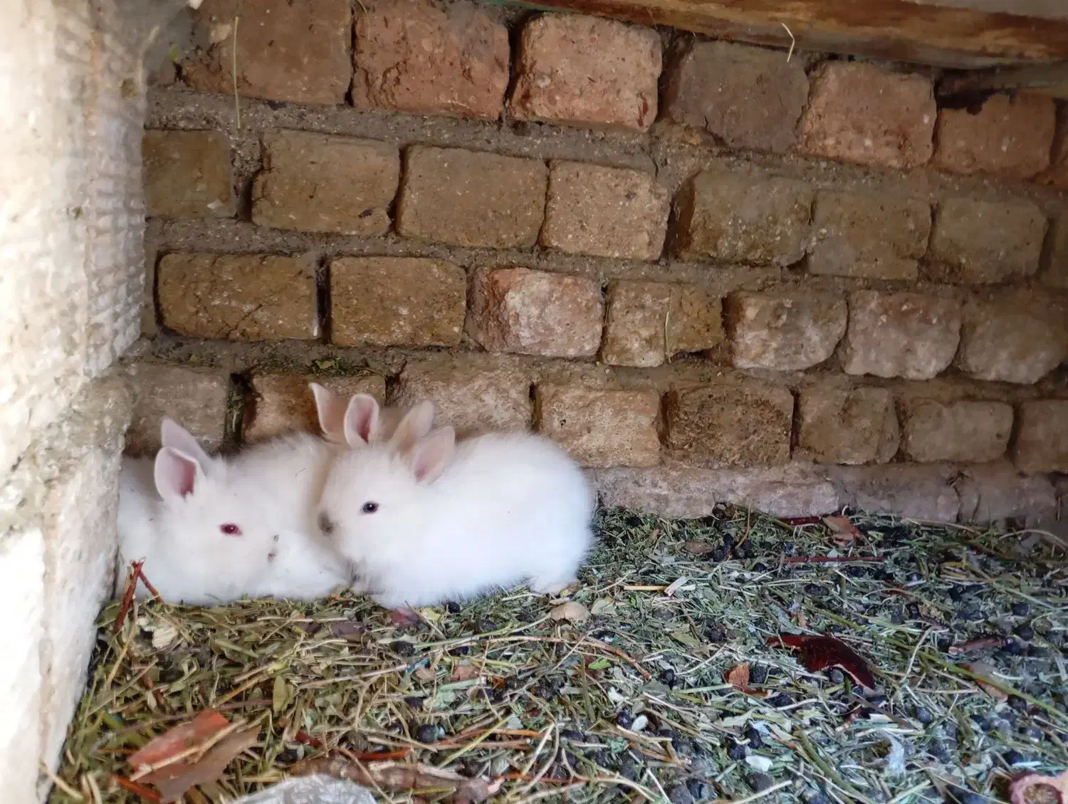 بچه خرگوش نژاد دار|موش و خرگوش|ملایر, |دیوار