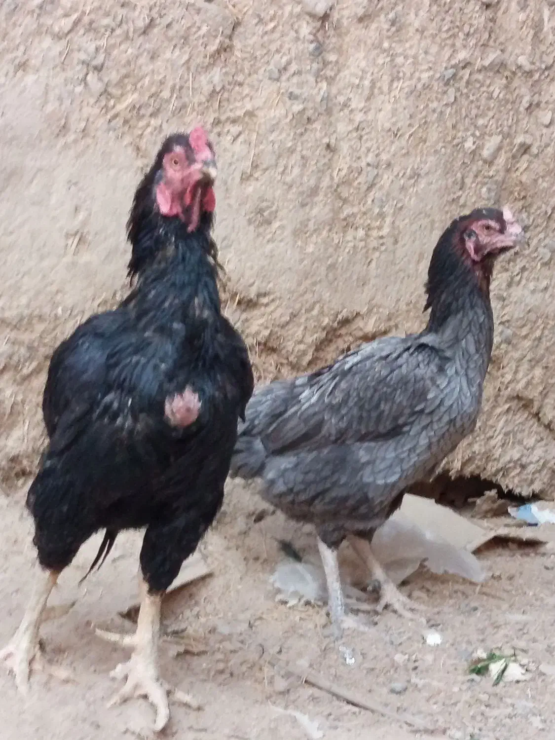 مرغ و خروس نسل دار ضمانتی|حیوانات مزرعه|مهرستان, |دیوار