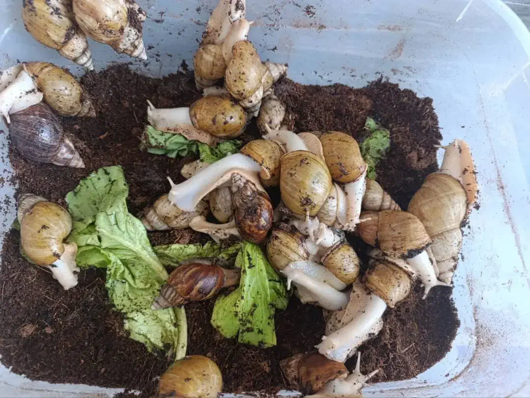 فروش فوری حلزون با نصف قیمت|خزنده|تبریز, |دیوار