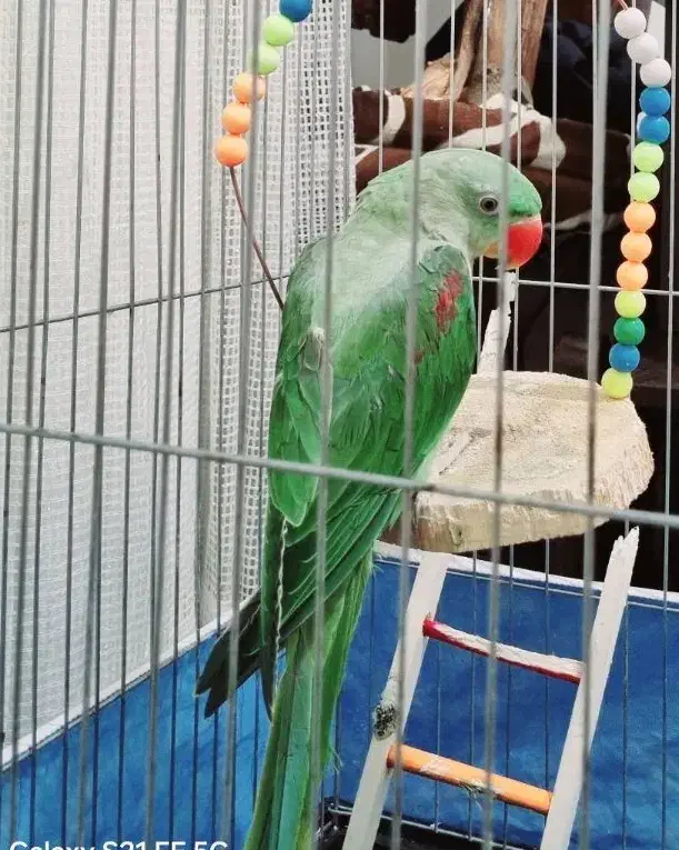 شاه طوطی ۵ ماهه|پرنده|محمدیه-قزوین, |دیوار