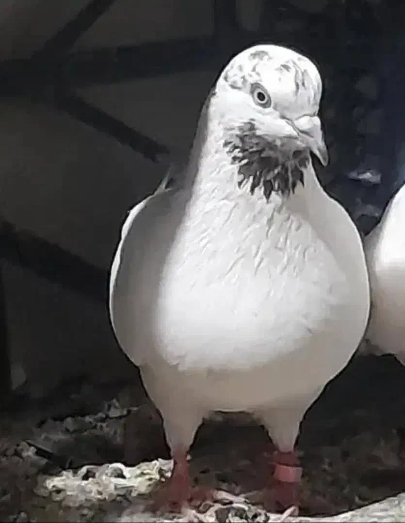 کبوتر سفید|پرنده|آبدانان, |دیوار