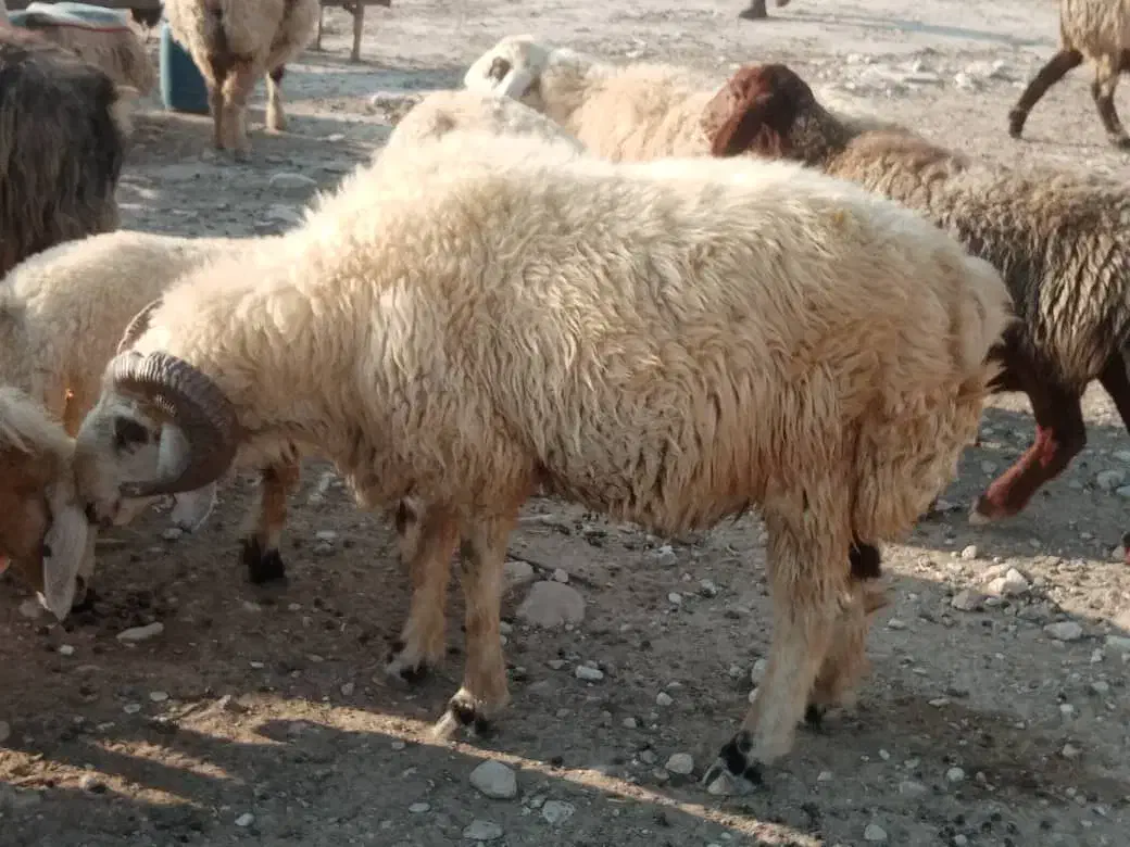 معا وضه قوچ با بز|حیوانات مزرعه|فراشبند, |دیوار