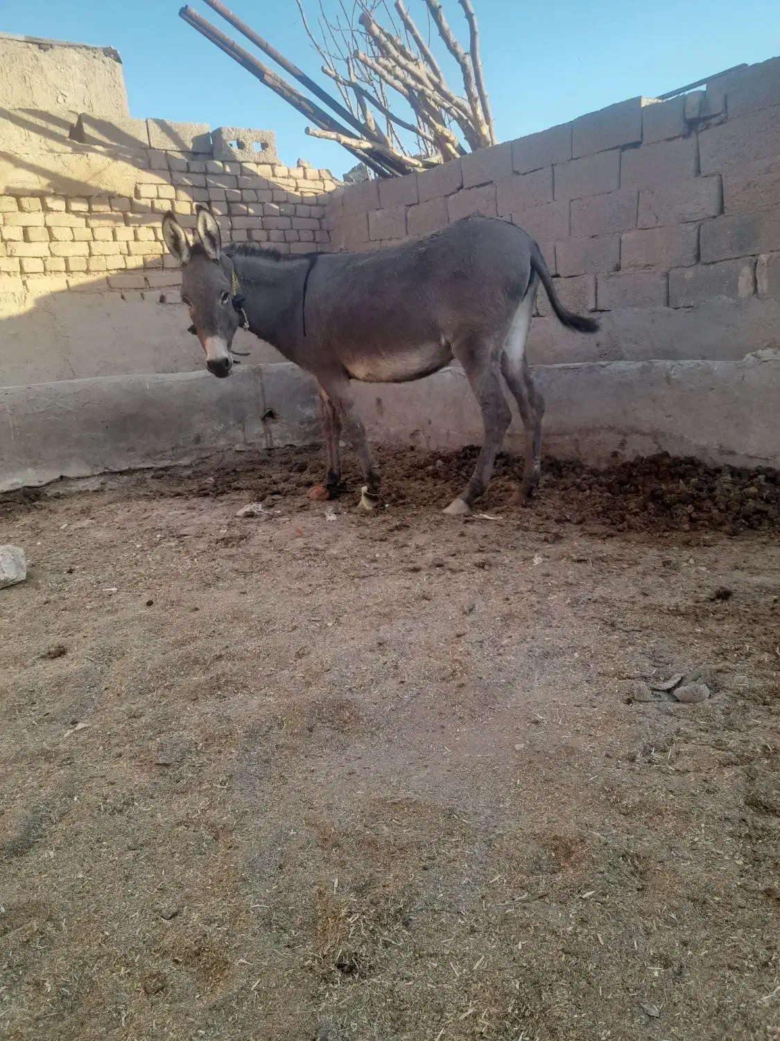 الاغ جوان وآرام|حیوانات مزرعه|رامند, |دیوار