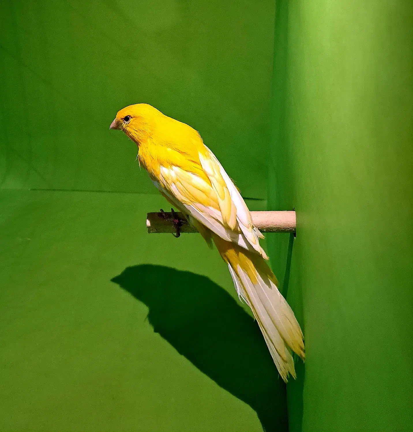 قناری رسمی بلند|پرنده|اندیشه, اندیشه فاز ۲|دیوار