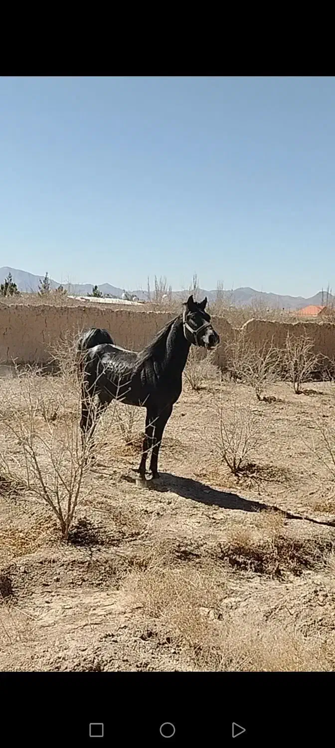 اسب|اسب و تجهیزات اسب‌سواری|شهرضا, |دیوار