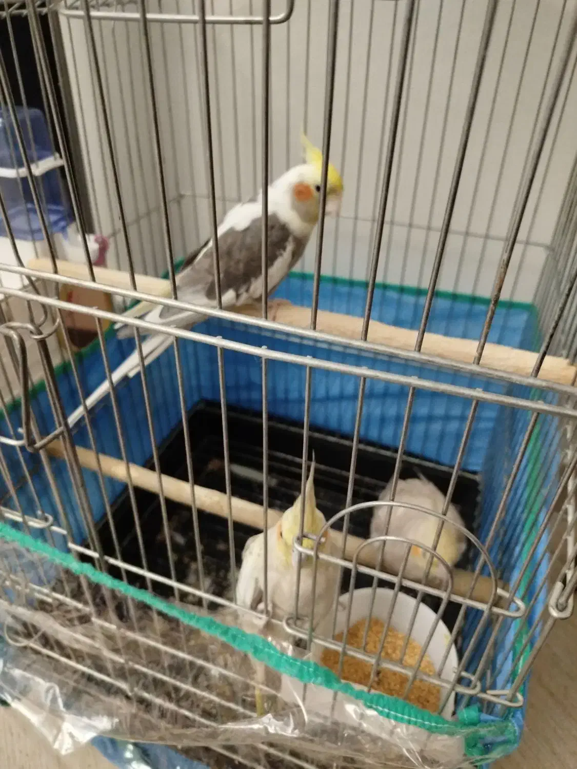 3تاعروس هلندی 1نر و 2ماده|پرنده|اندیشه, اندیشه فاز ۵|دیوار