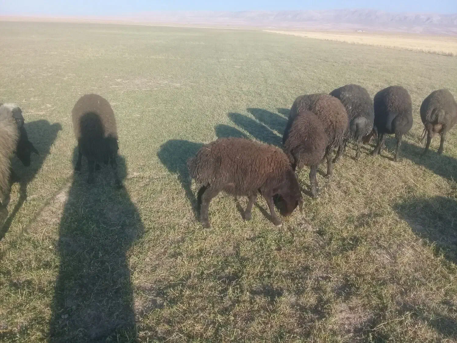 ۳۰عدد بره نر داشتی|حیوانات مزرعه|شراء, |دیوار