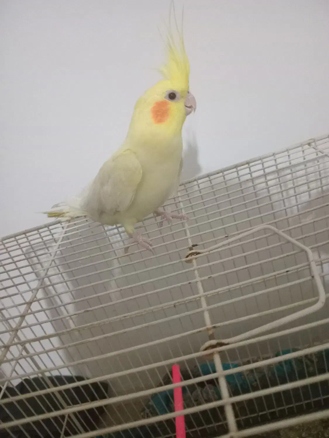 عروس هلندی|پرنده|قائن, |دیوار