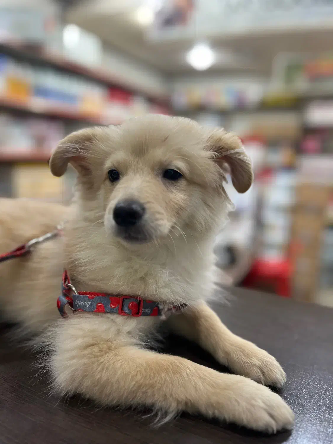 سگ پامر اشپیتز|سگ|اهواز, کوی فرهنگیان ۱|دیوار