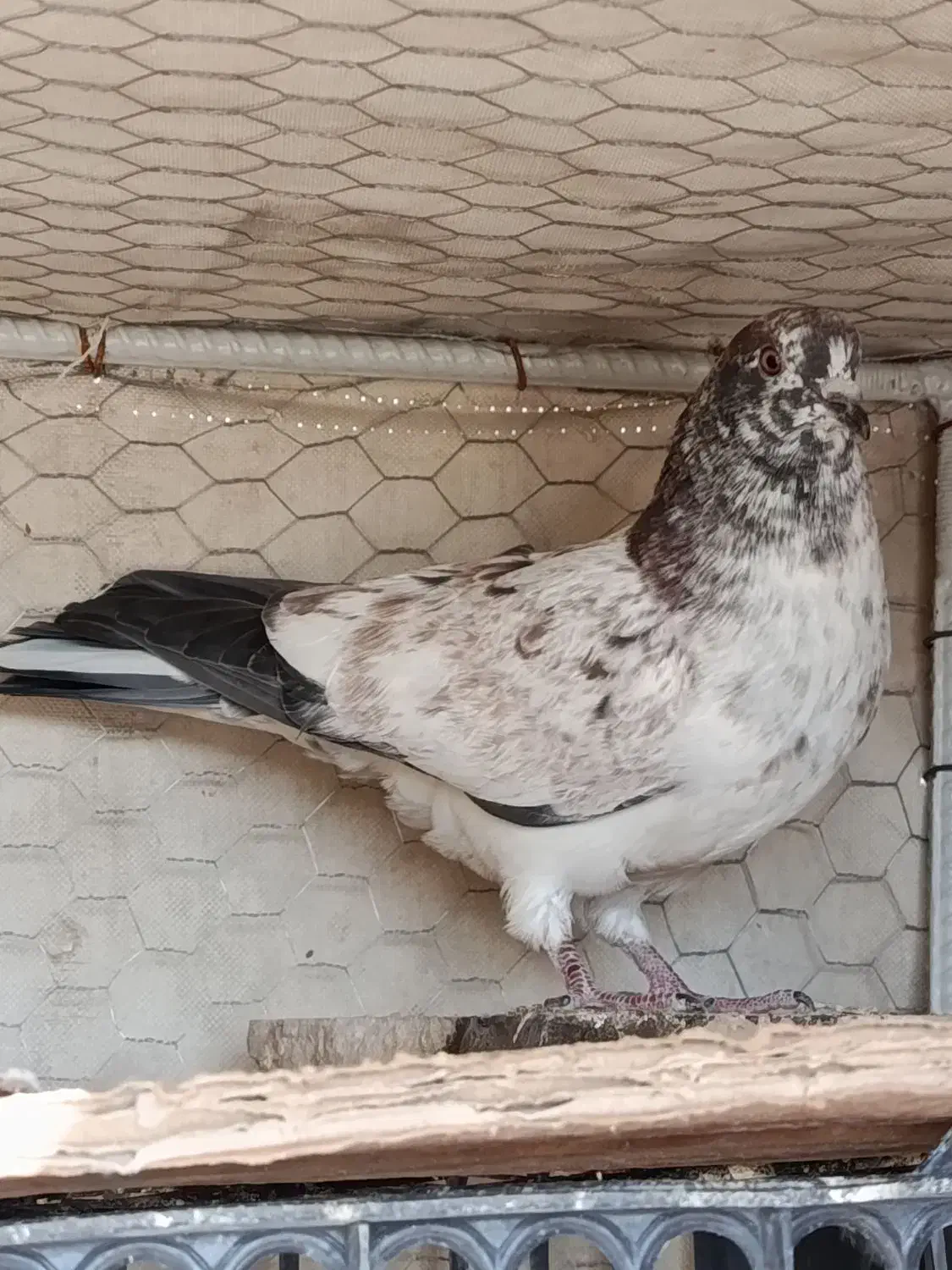 سوسکی پرشی|پرنده|شاهین‌شهر, شهرک گلدیس|دیوار