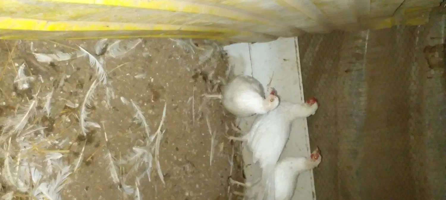 خروس وحشی|حیوانات مزرعه|نوشهر, |دیوار