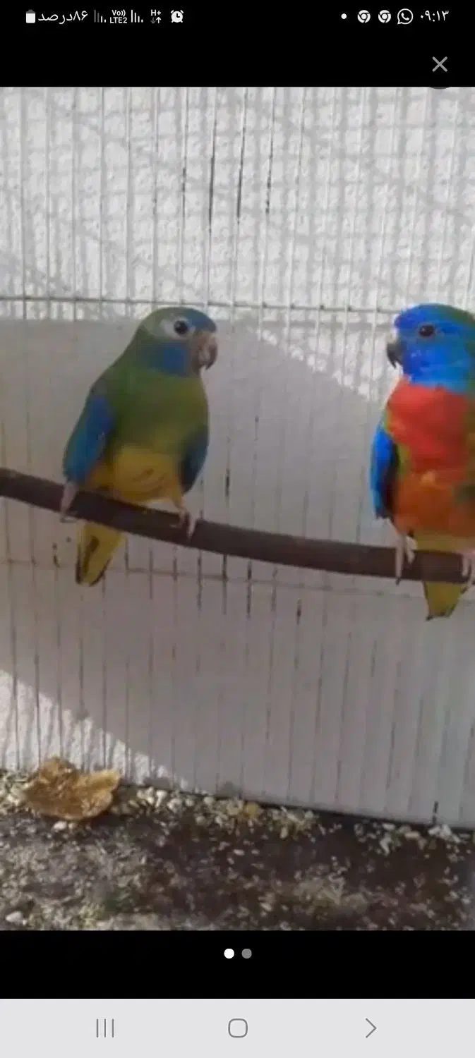فروش جفت جوان طوطی نیوفما|پرنده|آمل, |دیوار