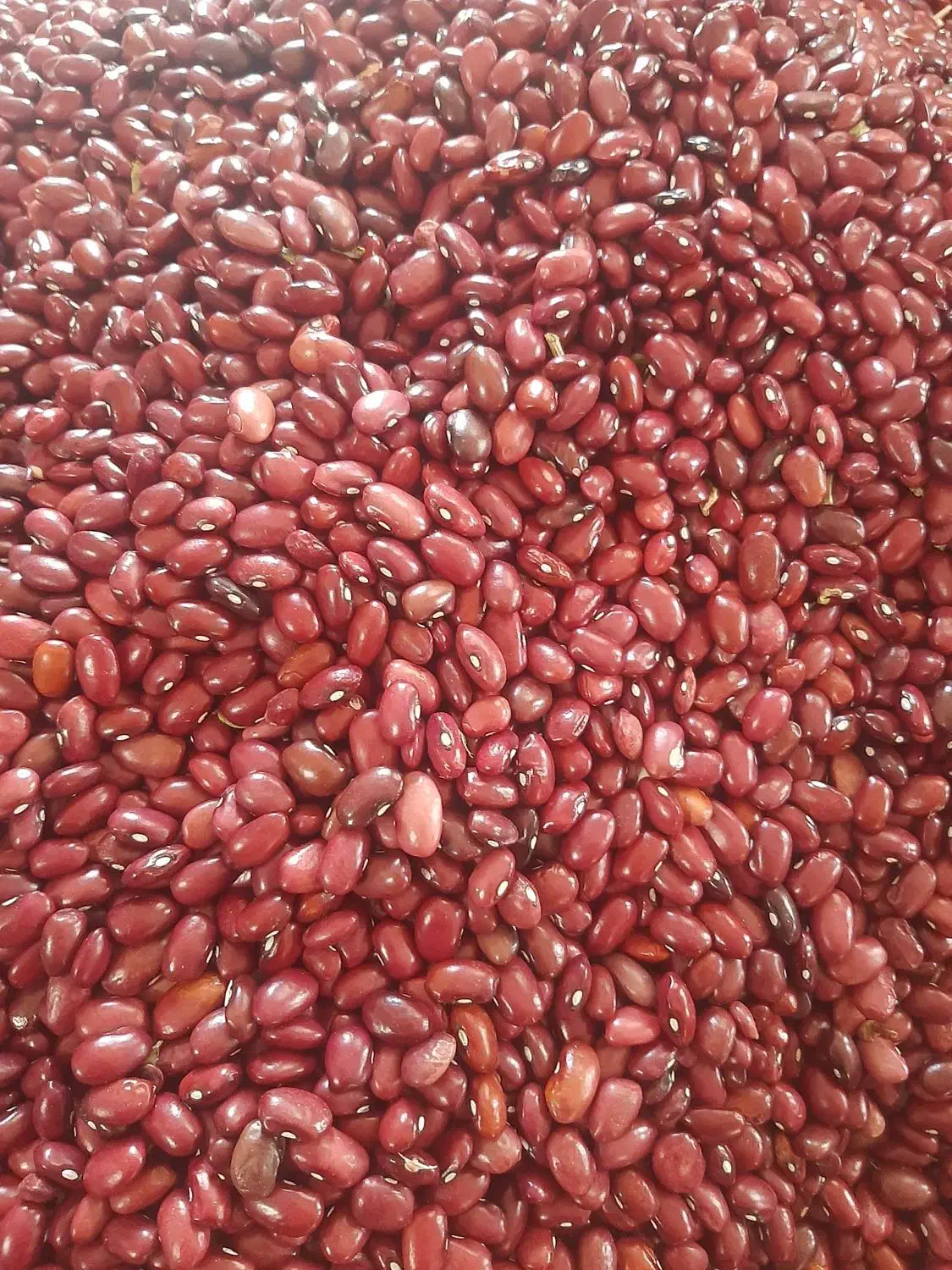 درجه یک|خوردنی و آشامیدنی|تبریز, |دیوار