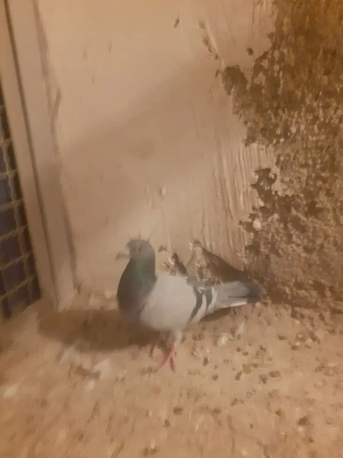 کبوتر|پرنده|اقبالیه, |دیوار