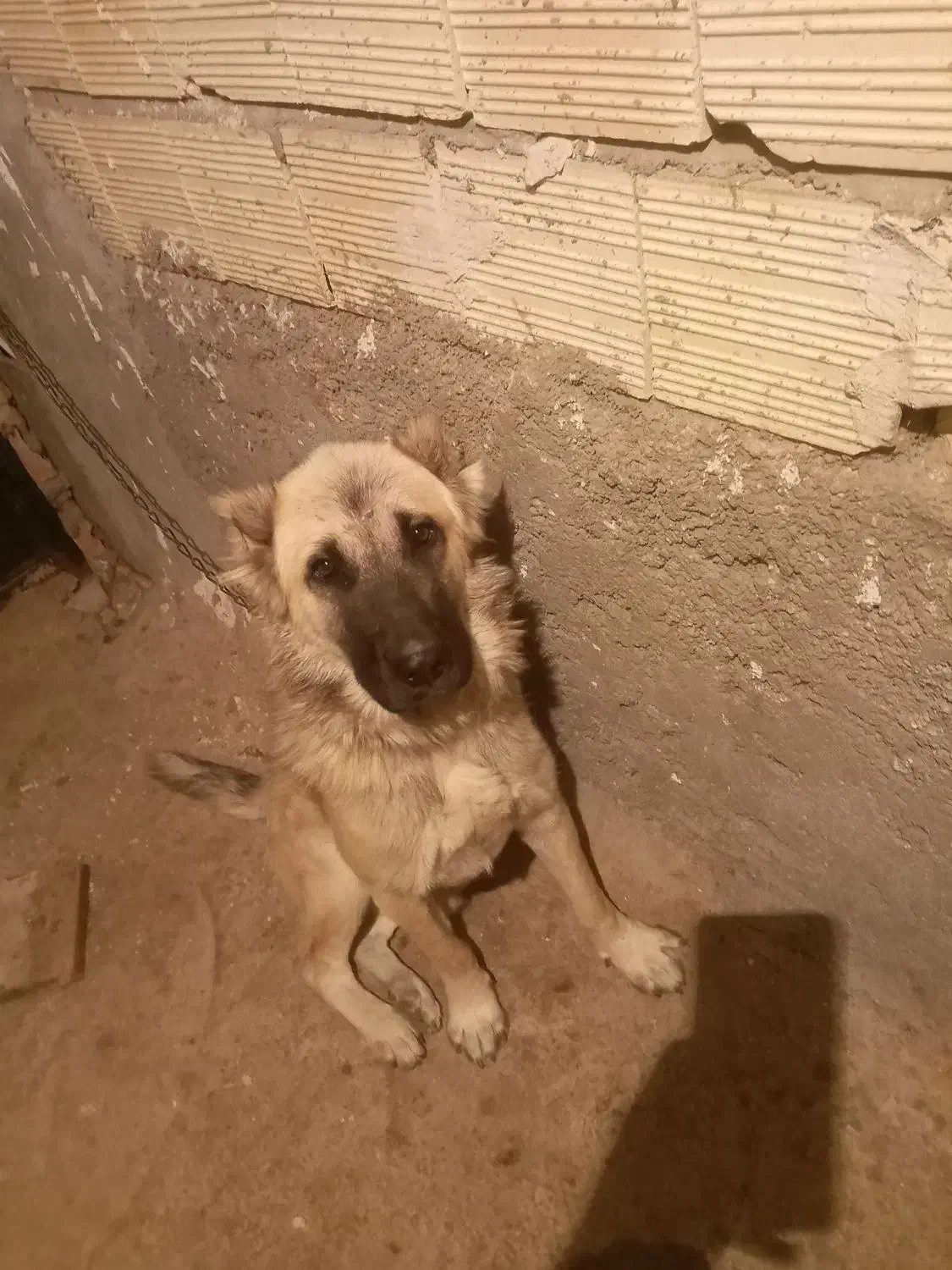 سگ نگهبان|سگ|اسکو, |دیوار