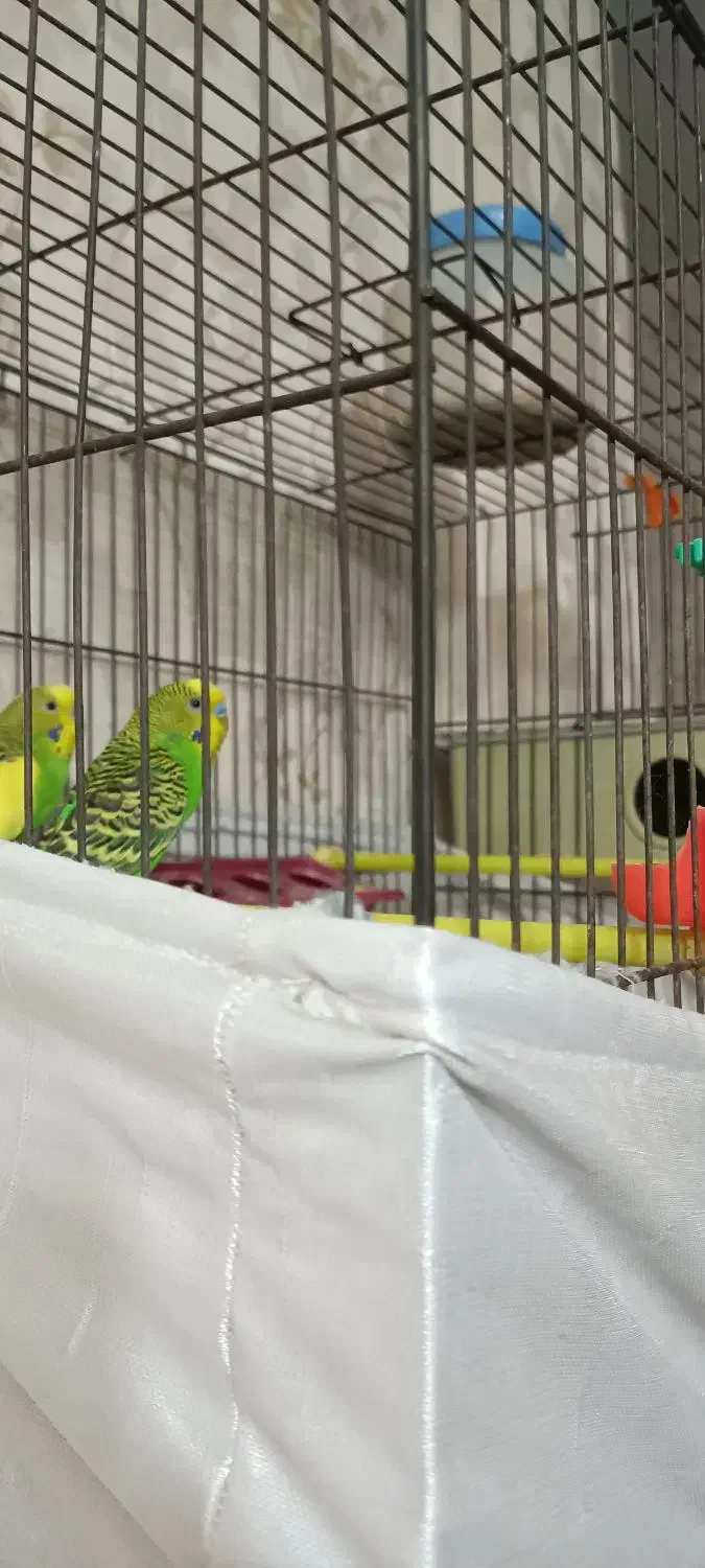 مرغ عشق|پرنده|نسیمشهر, |دیوار