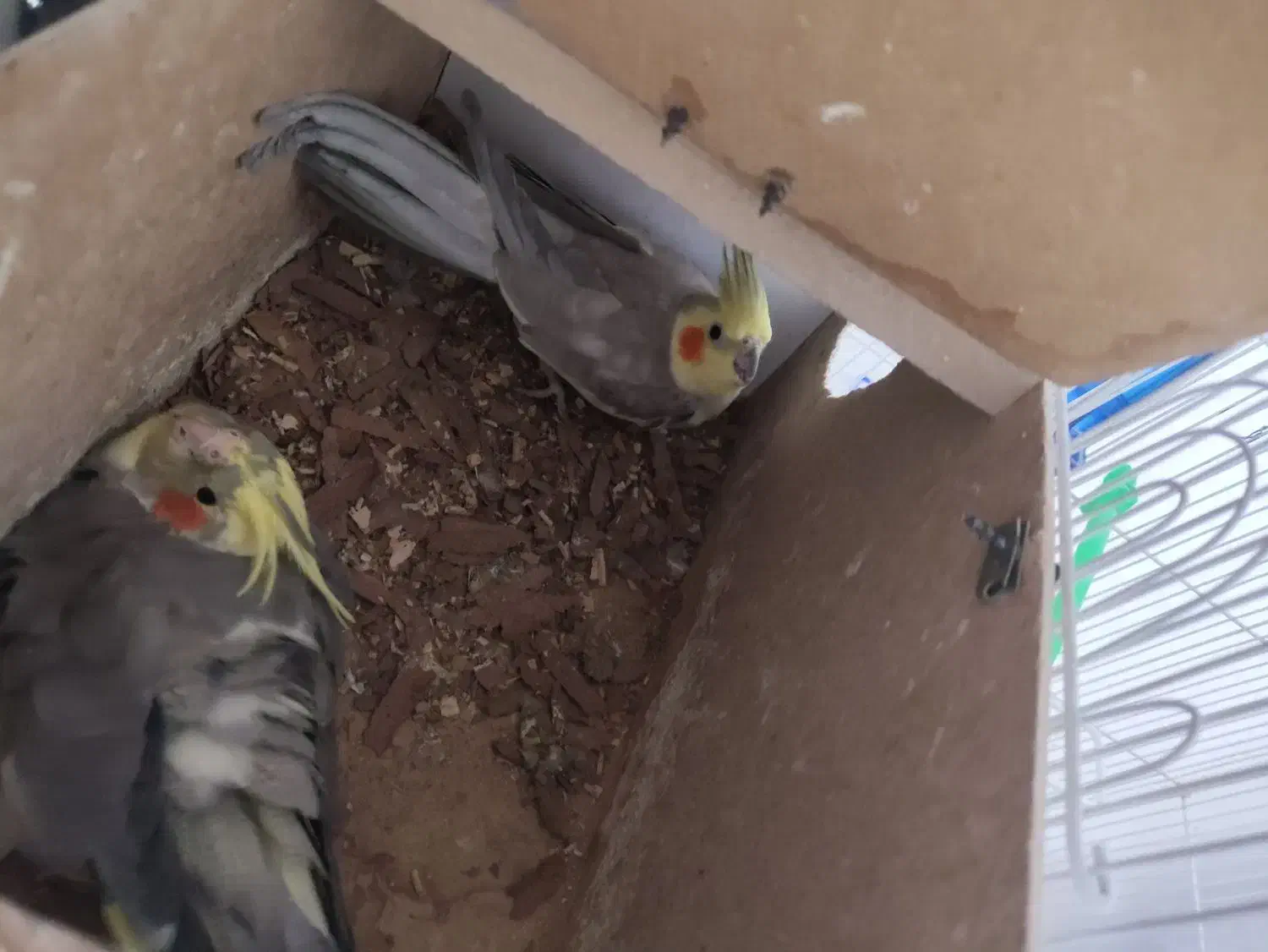 یک جفت عروس هلندی مولد خوشگل|پرنده|مشهد, هفده شهریور|دیوار