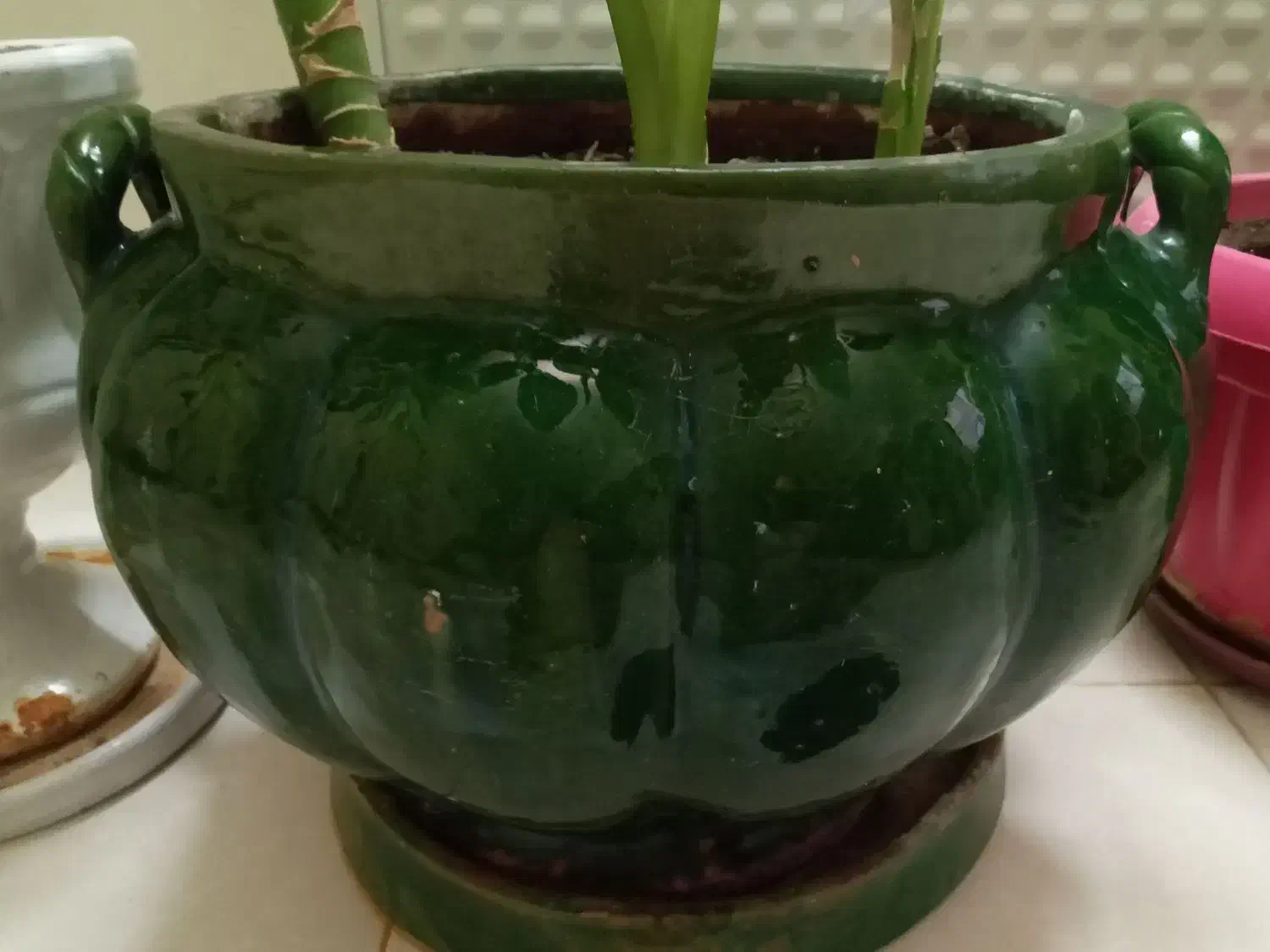 گل اپارتمانی|گل و گیاه طبیعی|کرمانشاه, |دیوار