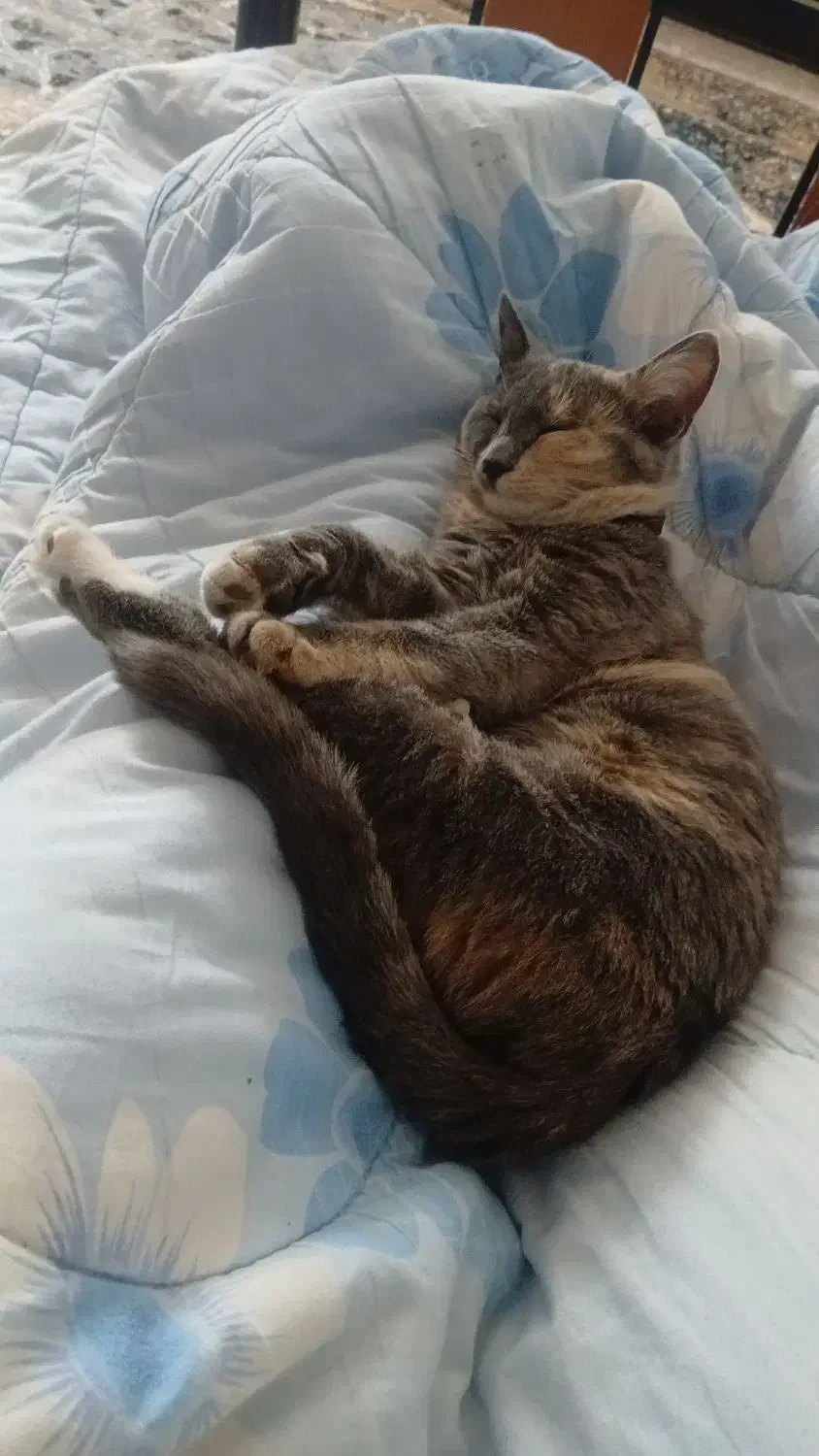 واگذاری گربه رایگان|گربه|شیراز, حجت آباد|دیوار