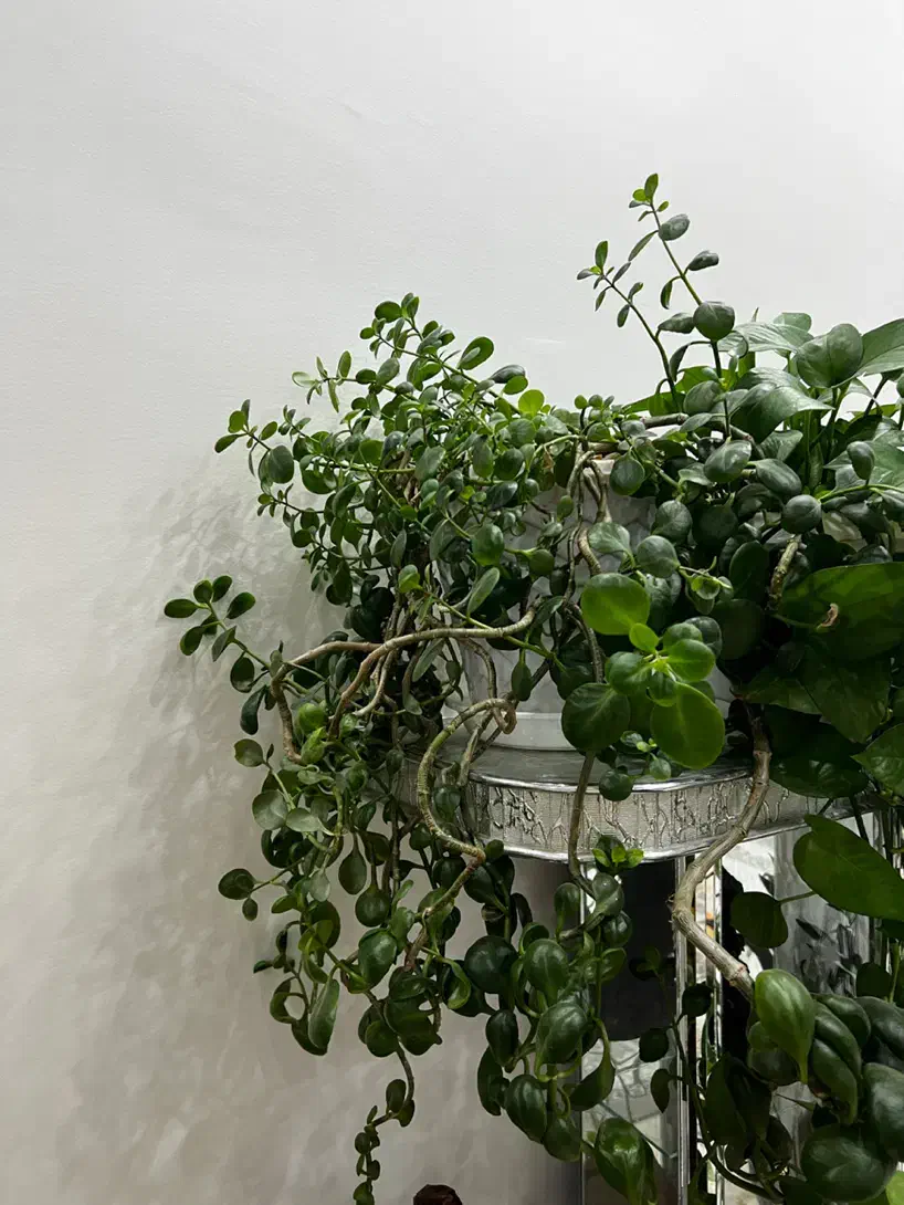 گل طبیعی|گل و گیاه طبیعی|اصفهان, خرم|دیوار