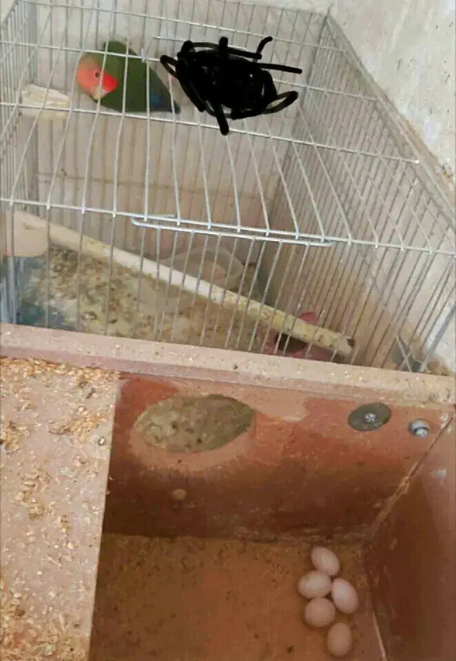 طوطی|پرنده|قزوین, |دیوار