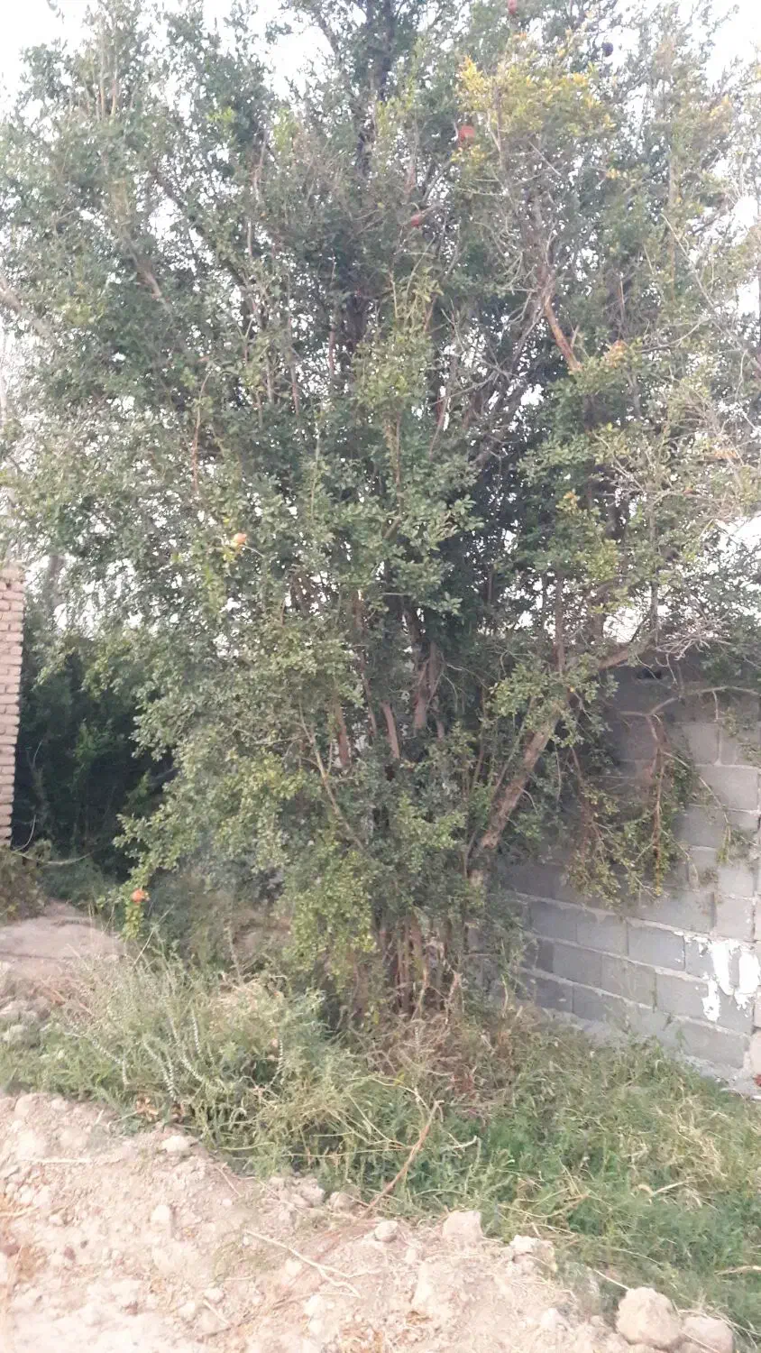 باغ با بنای قدیمی.|فروش دفتر صنعتی، کشاورزی، تجاری|شاهرود, |دیوار