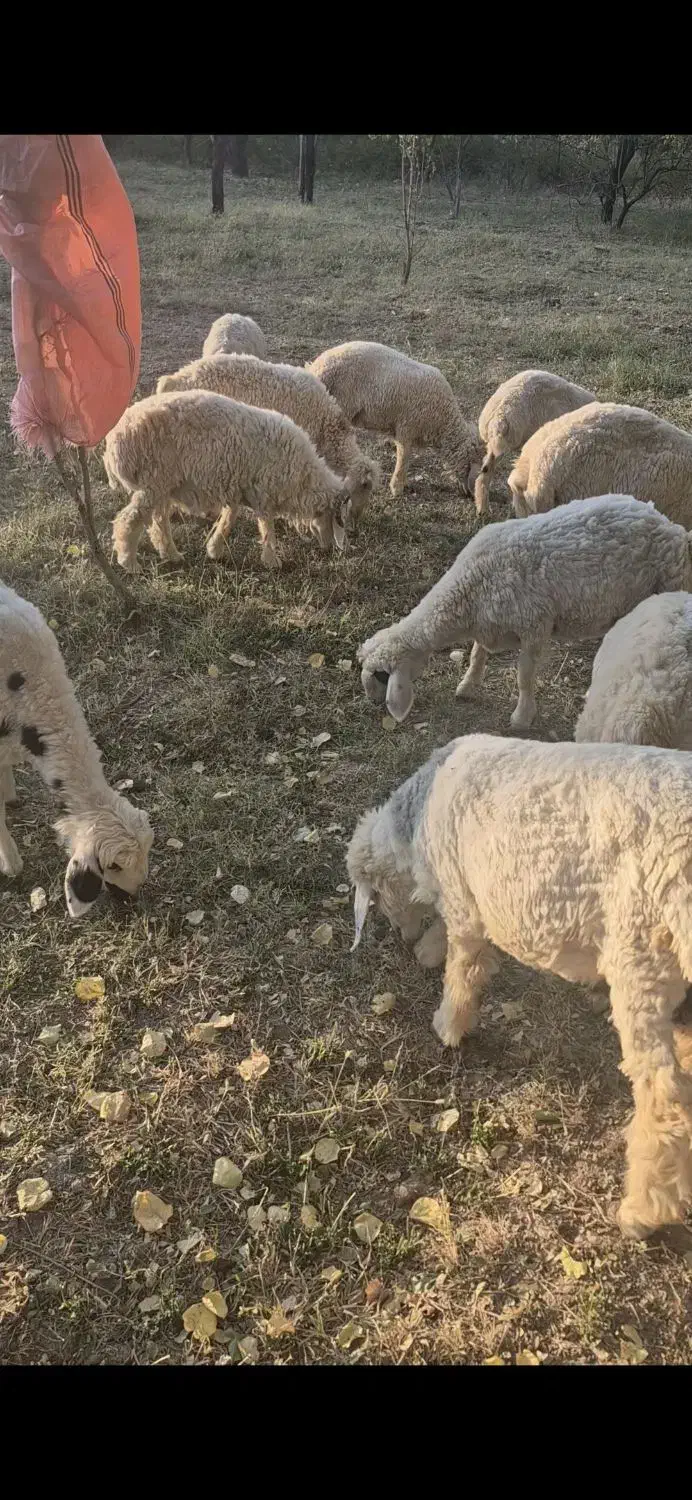 بره نر|حیوانات مزرعه|رابر, |دیوار