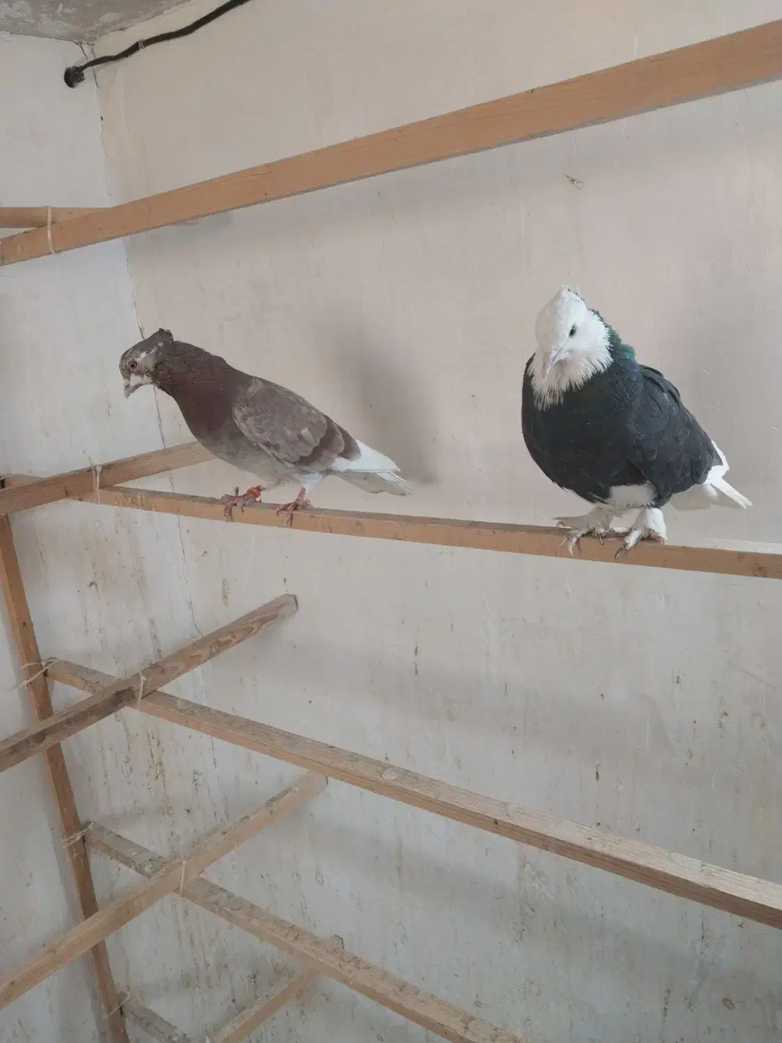 دوتاگرفتنی عالی جفتش ۴۰۰|پرنده|پاکدشت, پاکدشت (مامازند)|دیوار