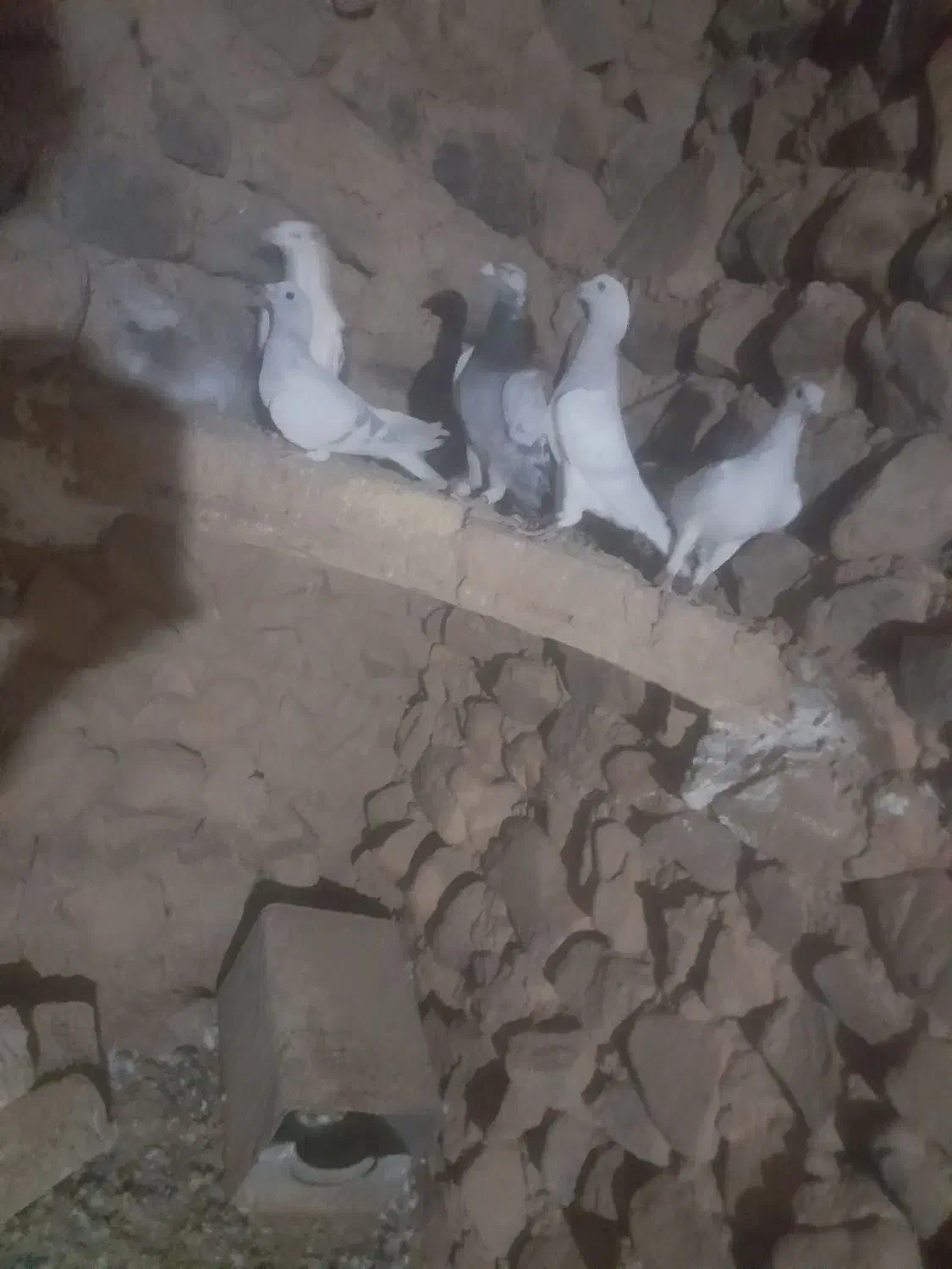 پرنده|پرنده|فرح دشت, |دیوار