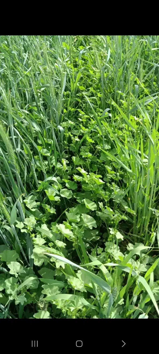 کارگر روز مزد،یابرجی،میخام برای ایرانشهر|استخدام صنعتی، فنی، مهندسی|بزمان, |دیوار