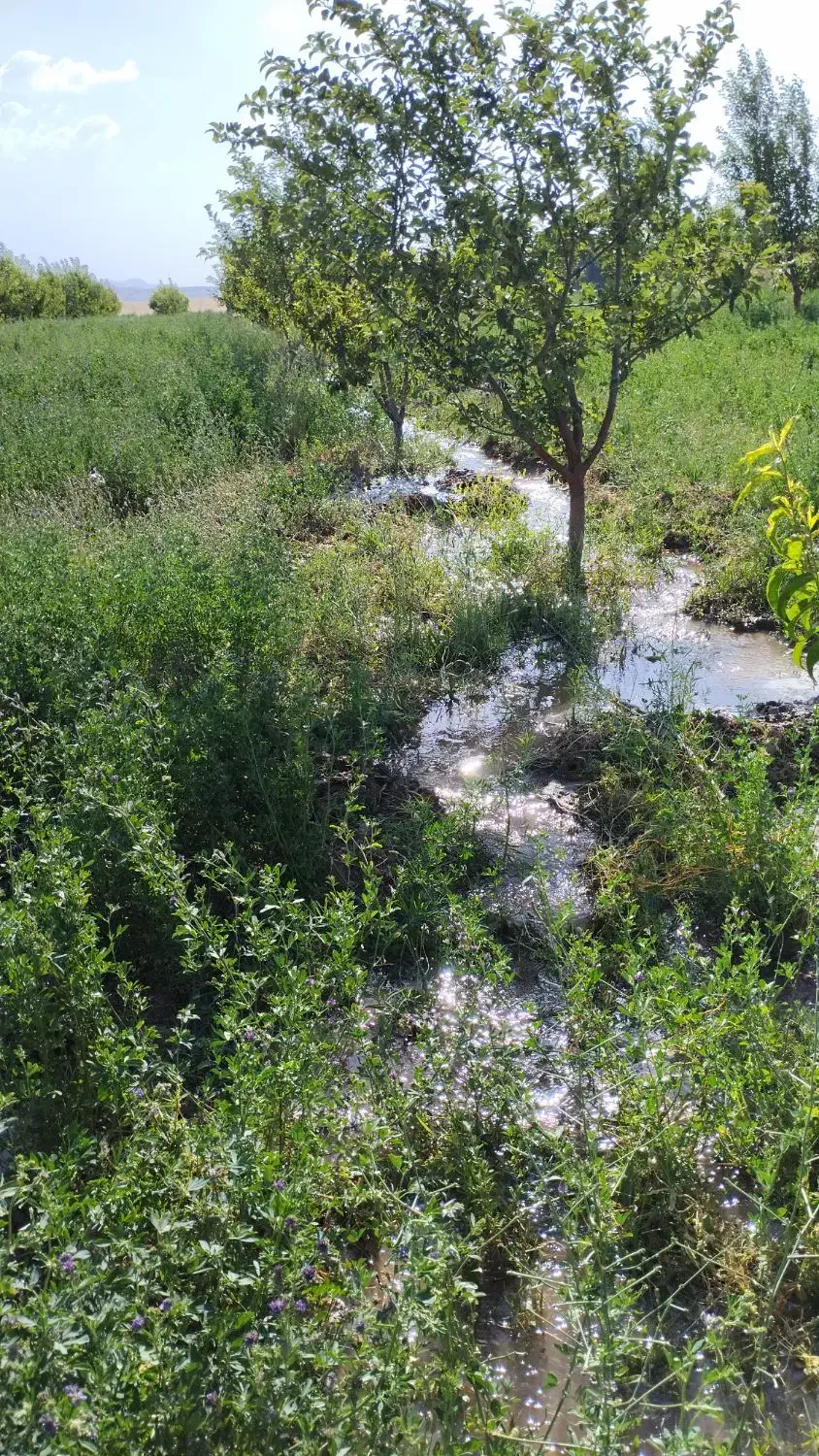 فروش زمین کشاورزی بهترین موقعیت|فروش زمین و ملک کلنگی|سراجو, |دیوار