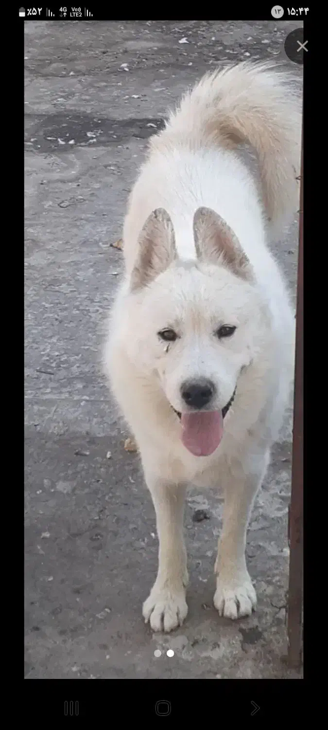 آکیتا ژاپنی|سگ|شیروان (خراسان), |دیوار