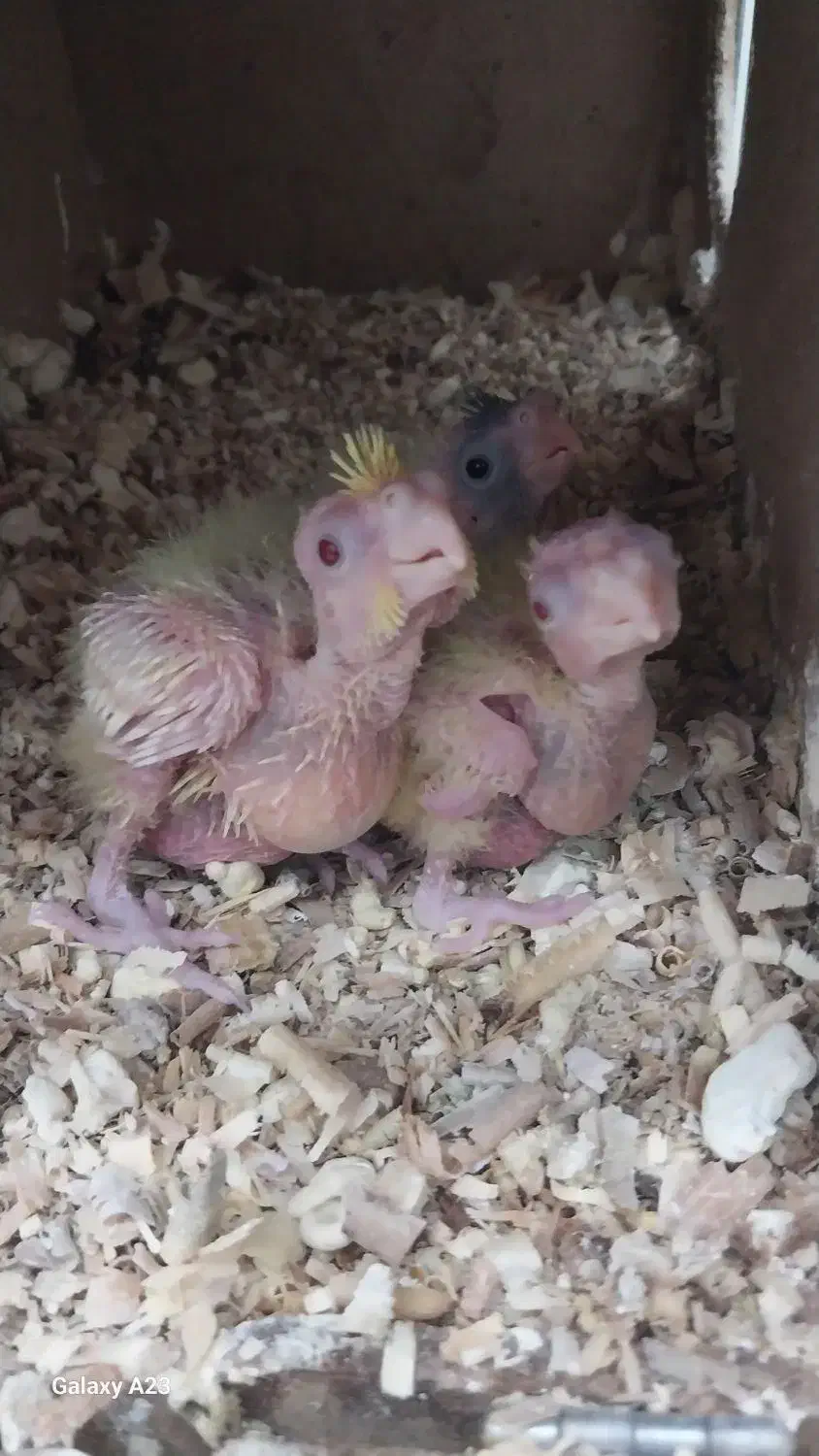 جوجه عروس هلندی خوشگل و زیبا|پرنده|شهریار, شهریار|دیوار