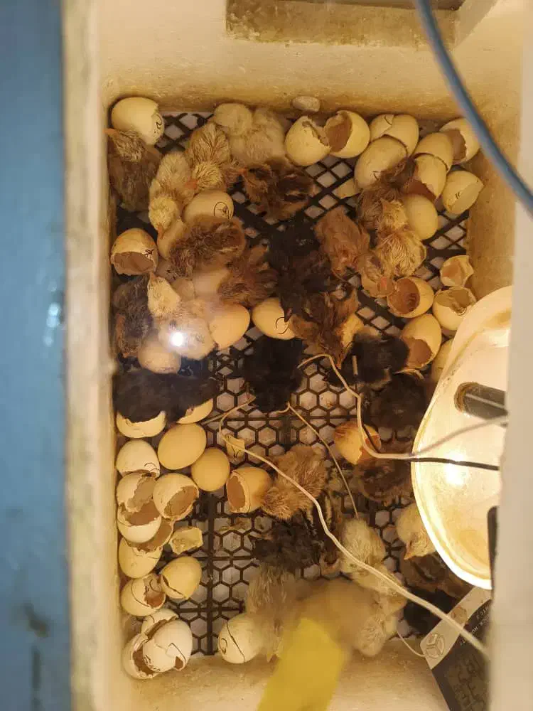 جوجه کشی آسان بافیبر کم مصرف دقیق وتست شده|ماشینآلات صنعتی|یاسوج, |دیوار