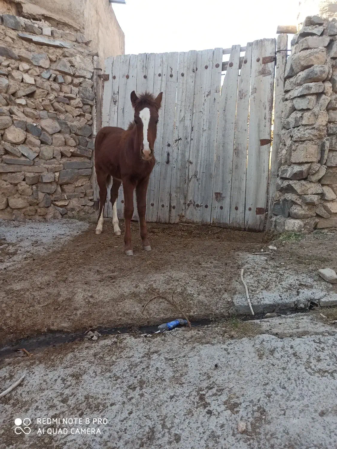 اسب|اسب و تجهیزات اسب‌سواری|صائین قلعه, |دیوار