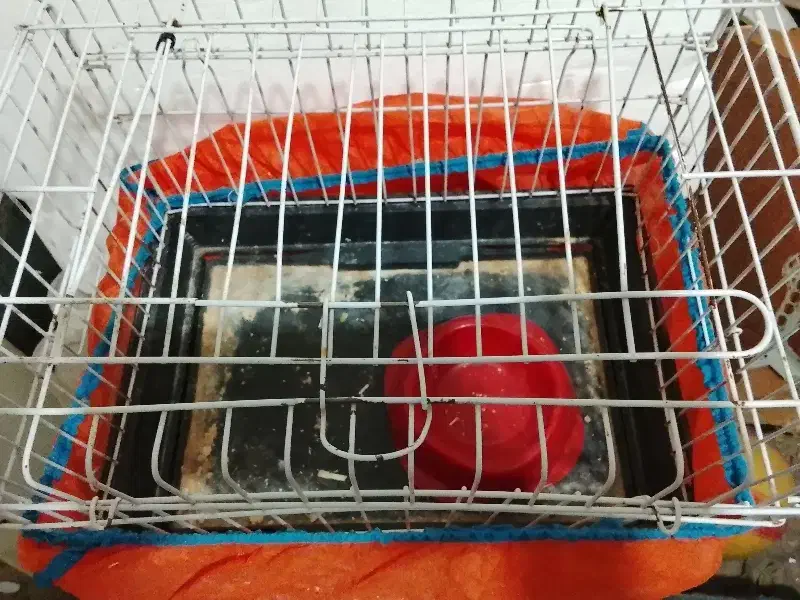 قفس پرنده ، قفس همستر و خرگوش|لوازم جانبی حیوانات|قزوین, |دیوار